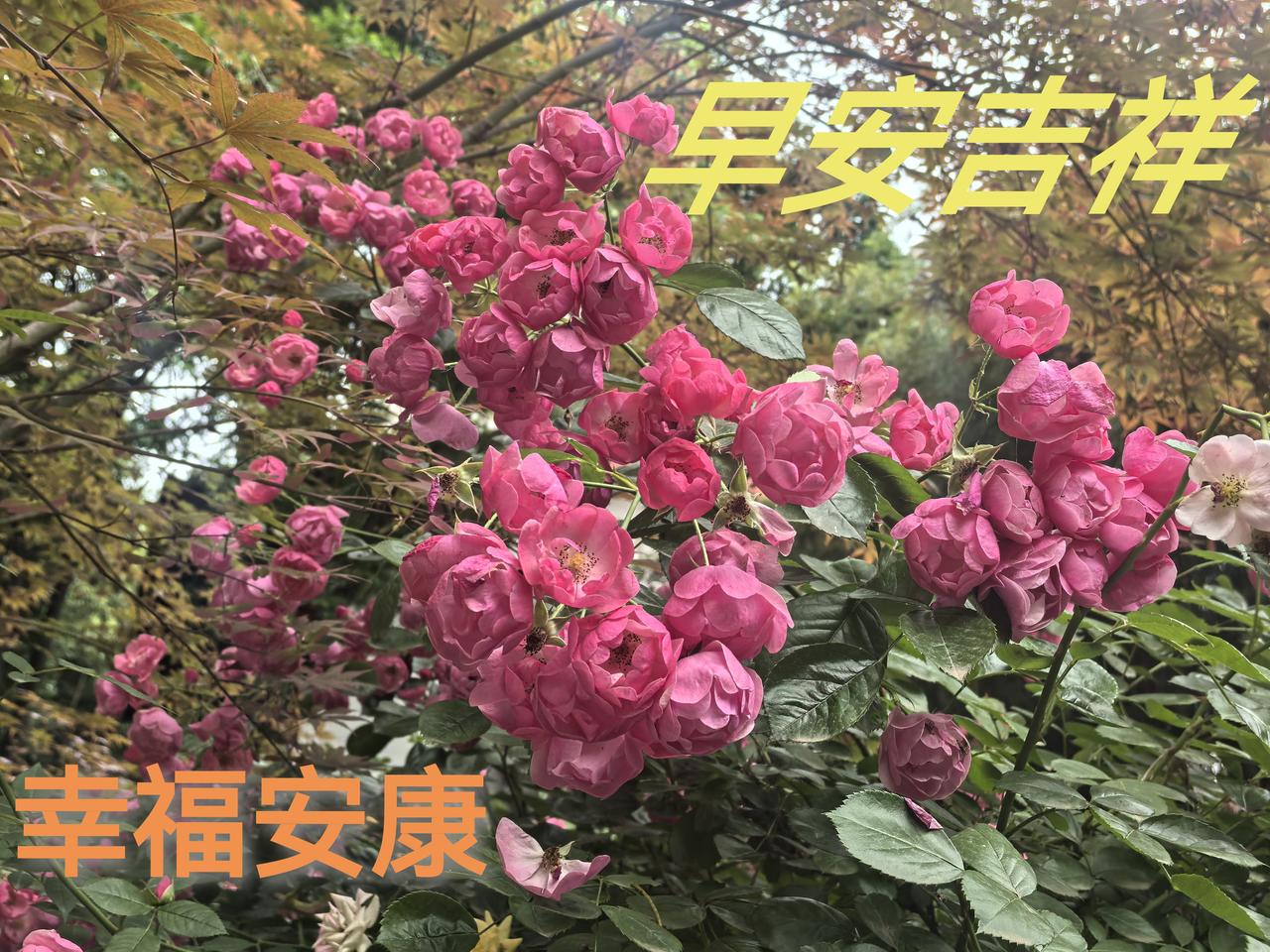 安吉拉藤本月季‌[玫瑰][比心][玫瑰]花朵特别柔和，就像被温柔抚摸过一样