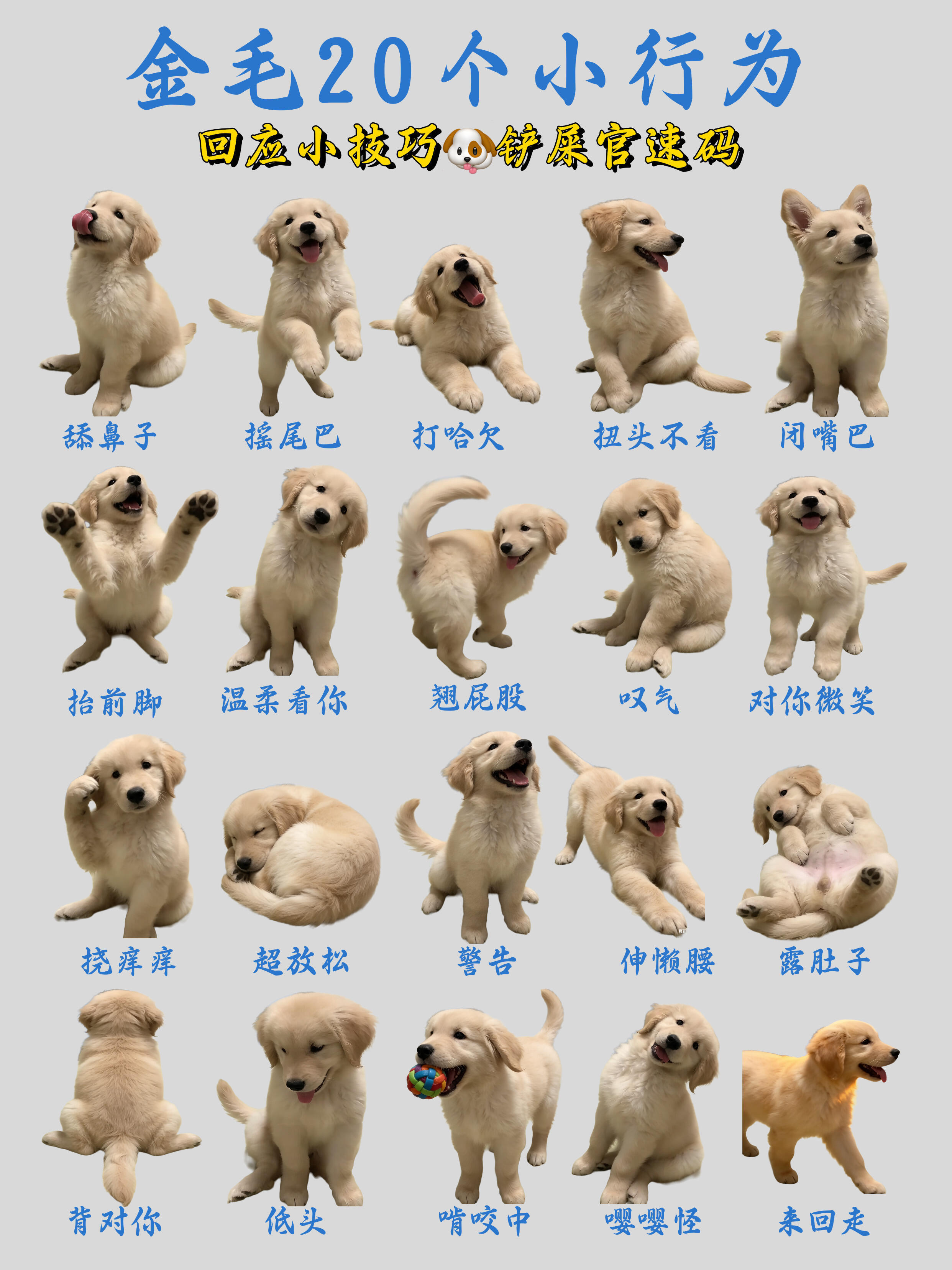 金毛总翘屁股？20种小行为铲屎官怎么回应TA？宝子们，养金毛真的要懂它的小情绪?
