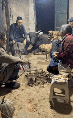 瞧这模样，牛和狗子可是遇上好主人了！吃的饱饱的，活得舒舒服服，一看就被照顾得妥妥