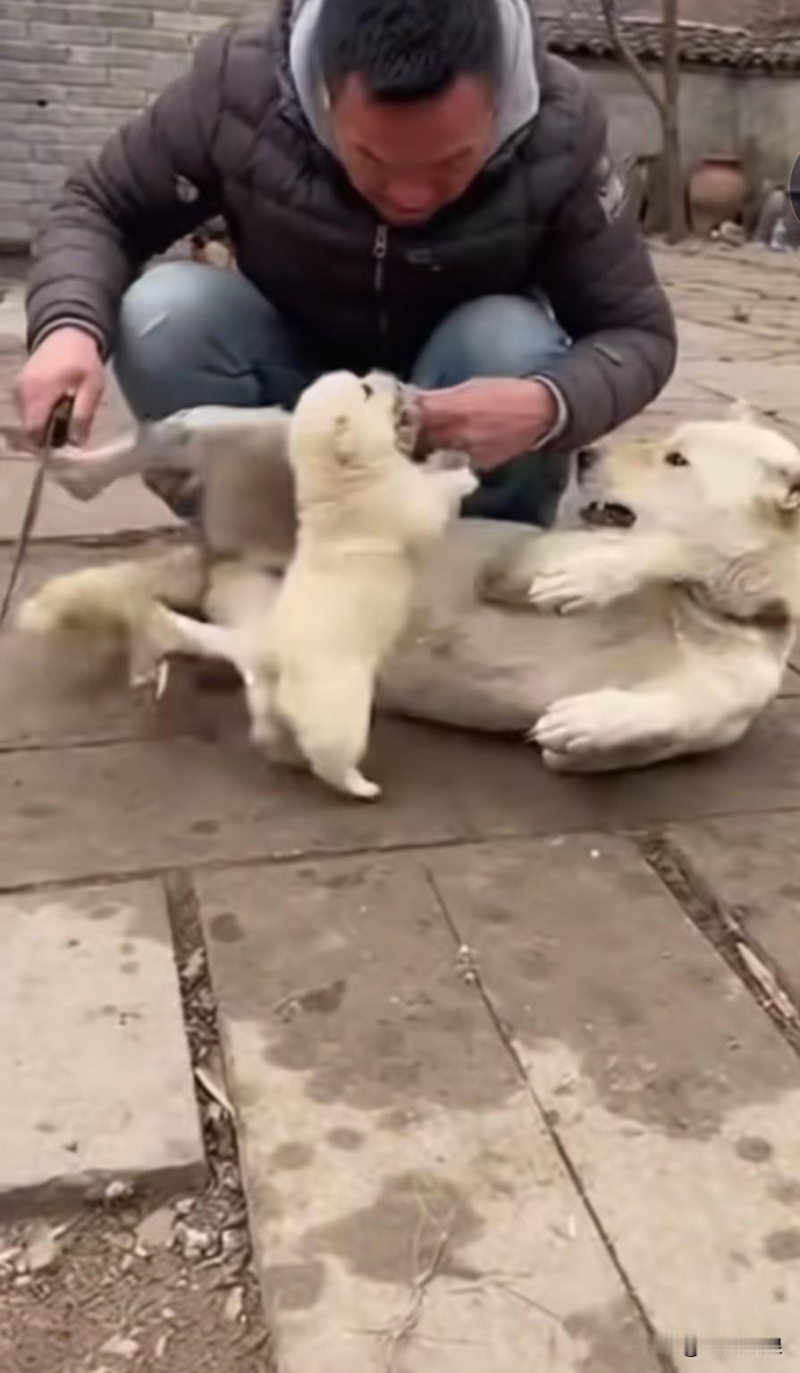 今天去朋友家做客，主人打算把刚生完小狗崽的狗妈妈杀掉吃狗肉，只打算留下一只小奶狗