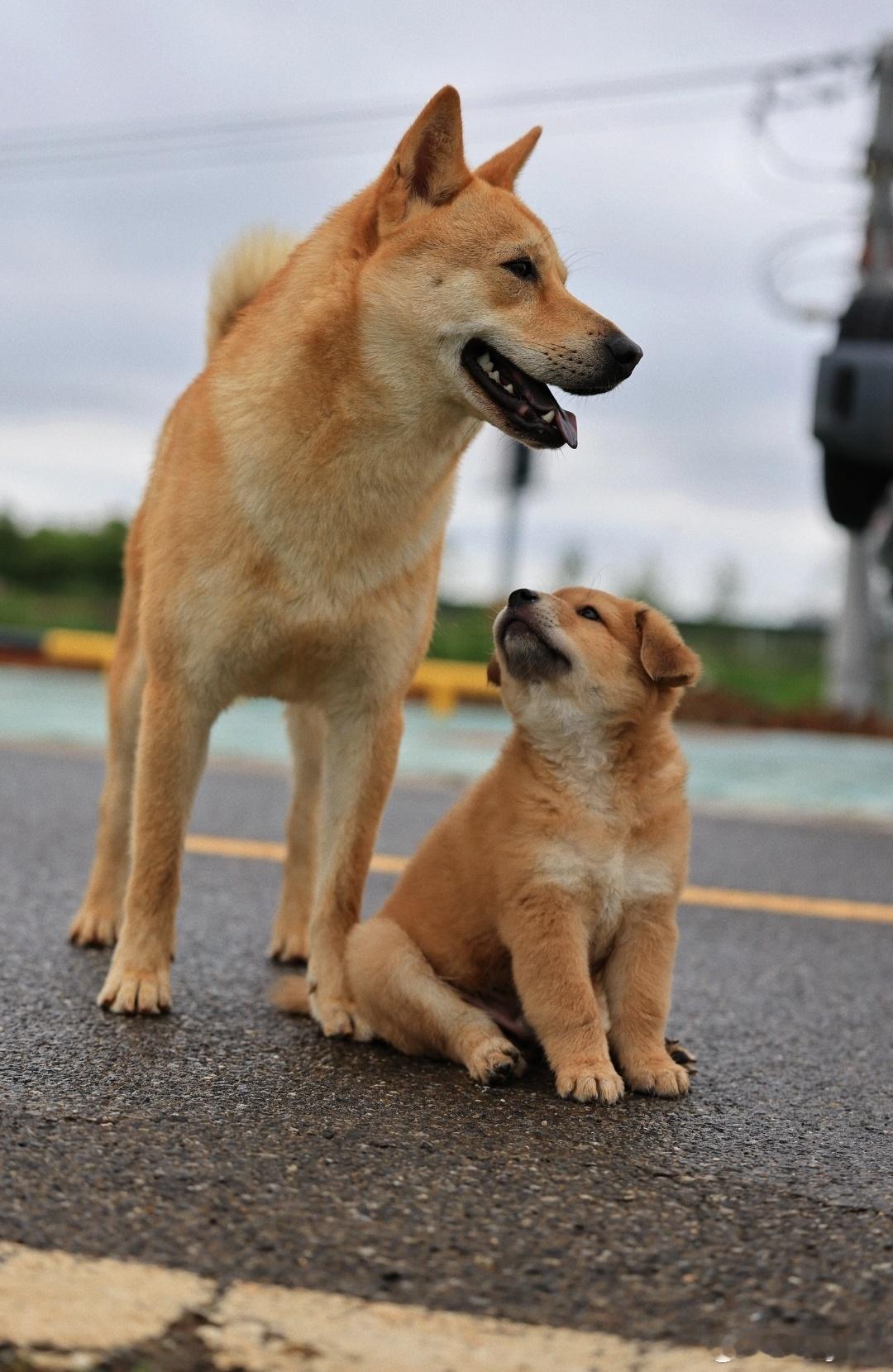 中华田园犬禁养合理怀疑排挤咱们小土狗哈[惊恐]承认咱是看着有点蠢但实际是非常忠