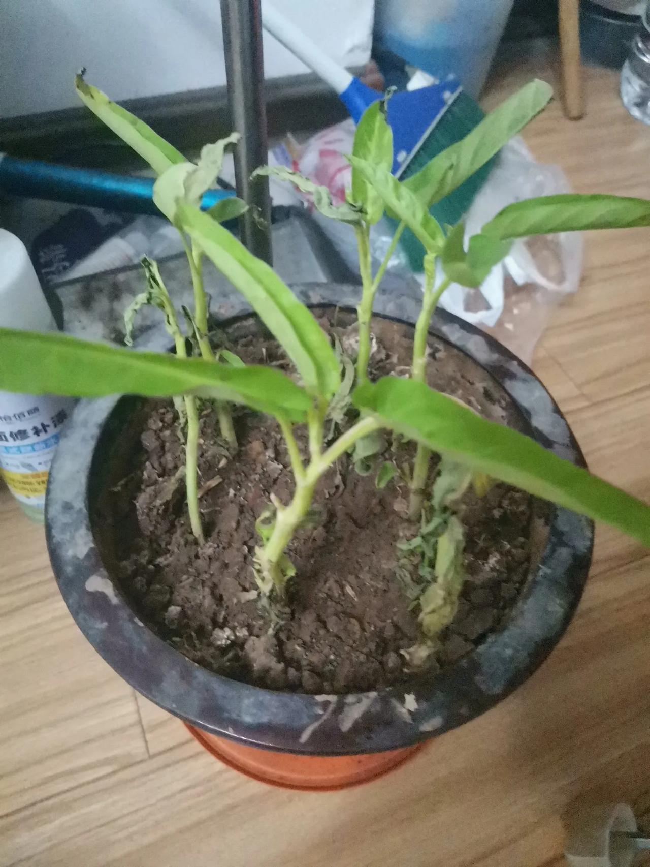 周日在花盆里种上了6棵竹叶菜，有的地方叫空心菜或者是泡菜。种了两天后，6棵竹叶