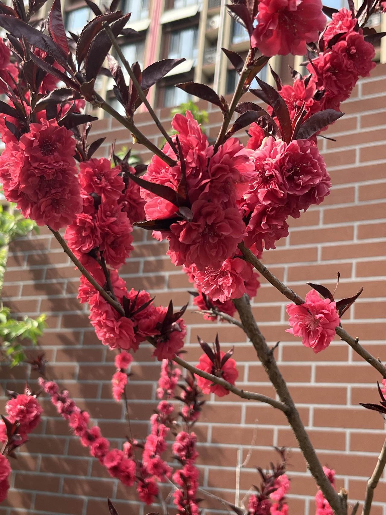 悄悄告诉你当前北京二手房市场隐藏的6个真相（33）！1、当前北京市成交的房源