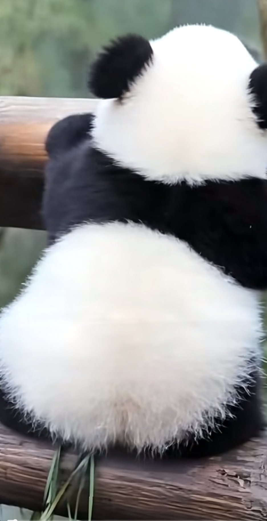 熊猫幼崽真可爱一个背影都糯叽叽的​​​