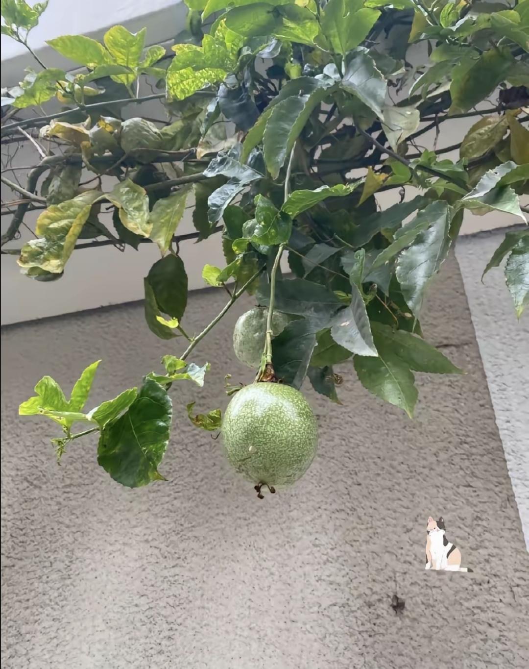 广西带回来的植株，最开始就一棵苗子。说好养活，一年工夫爬满了墙头，现在每年结几百
