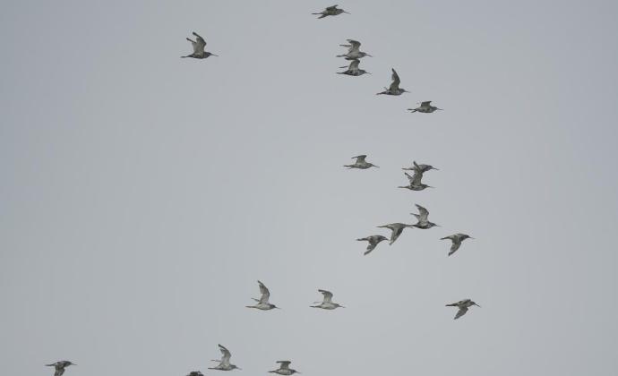 将在南昌、九江、上饶举办】记者获悉，第四届鄱阳湖国际观鸟季活动定于2025年11