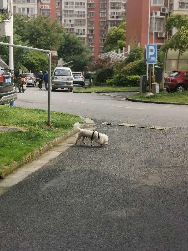 小区不让养狗我是赞成的！不养狗的人觉得狗叫扰民、粪便不清理、遛狗不牵绳，影响生