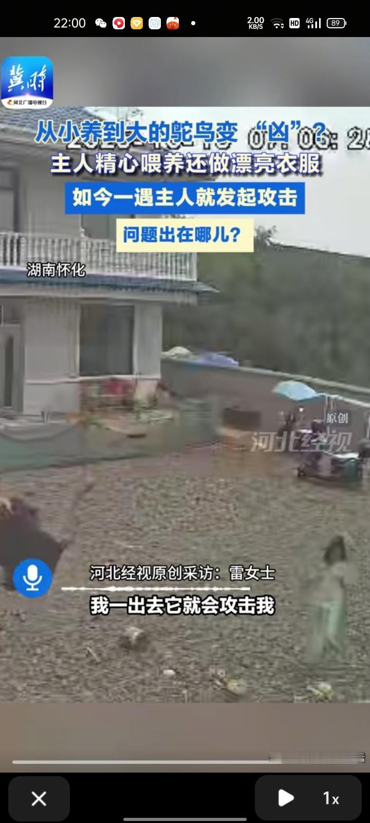 10月15日，怀化市芷江县。家养公鸵鸟突然发情，频繁攻击主人，被打的青一块紫一块