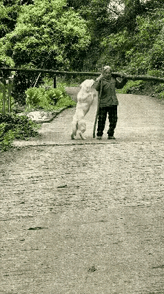 远远看到一只大白狗朝着老人快步冲过去，瞬间心都揪了一下，还以为会发生意外，着实让