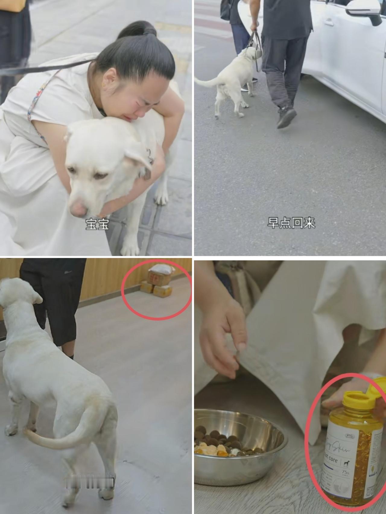 狗狗芬迪，终于被导盲犬基地收回了！临别时，盲人王营营撕心裂肺，哭喊：芬迪，妈妈等