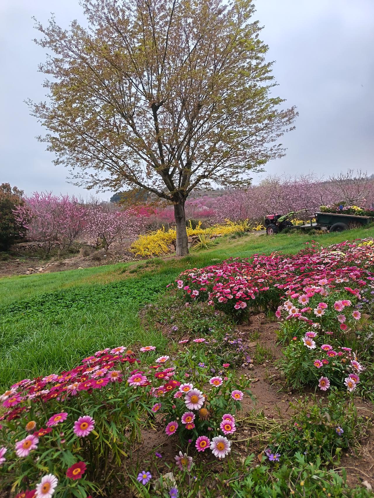 七绝•春歌樱花海里慢张罗，一片鹅声对雁歌。沐雨栉风经纬水，春深不