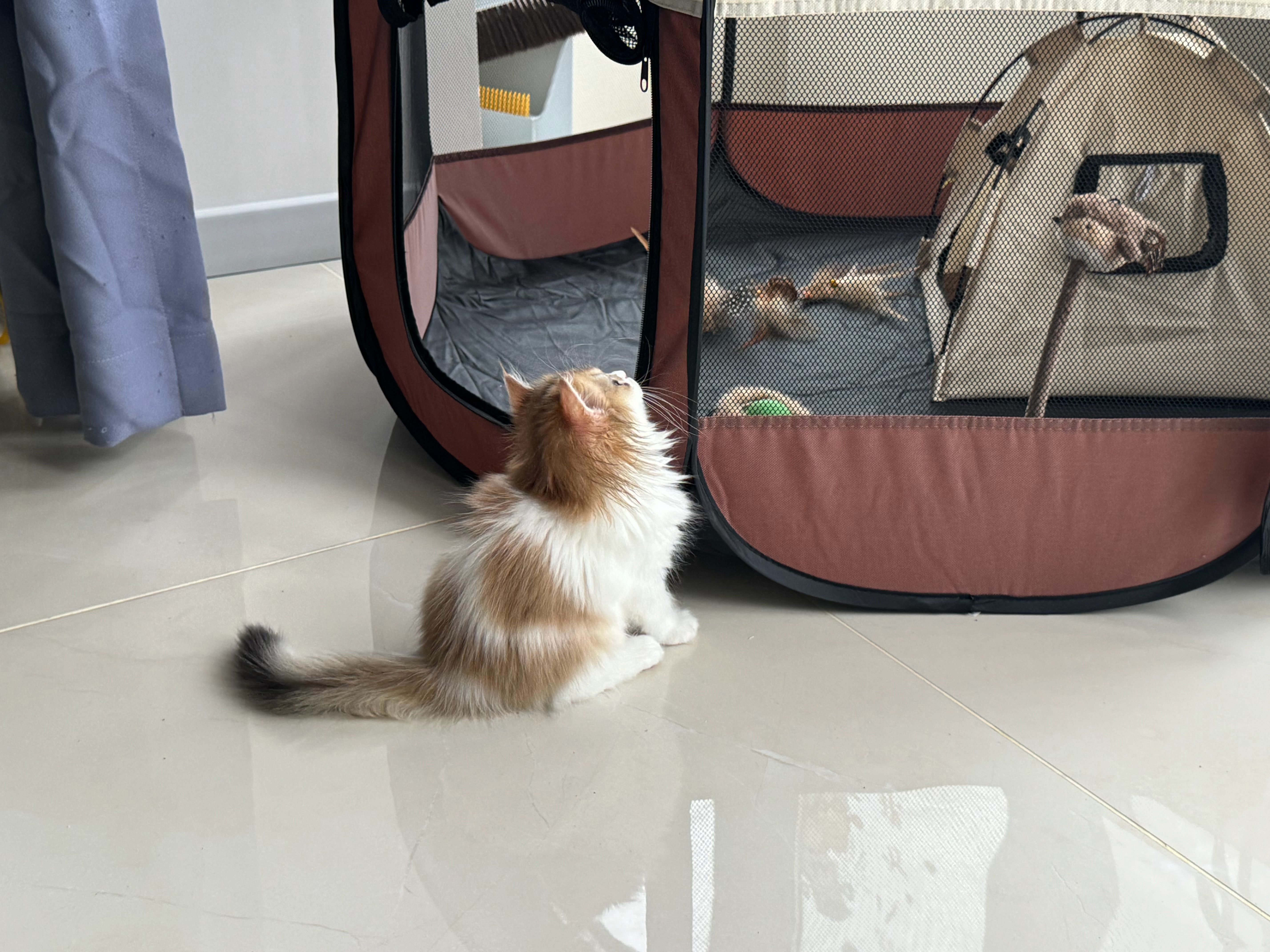 炫耀一下我的猫咪