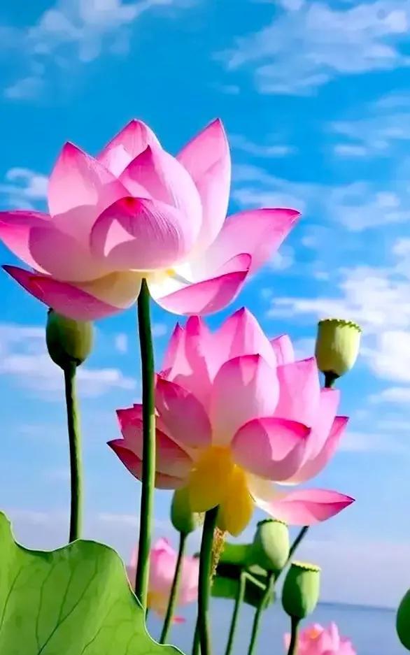 《随笔》红粉荷花映蓝天，露珠晶莹亮光滚。蜻蜓点水蛙鸣曲，锦鲤翻跳戏水欢。