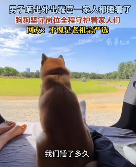太有灵性了！近日，一男子和家人外出露营，当大家都睡着时，狗狗坚定坐在主人身边，坚