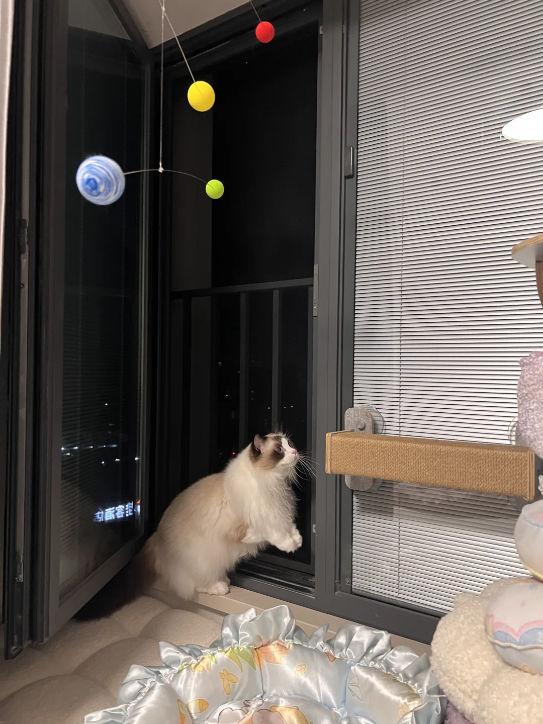 小猫咪睡觉前也要狠狠出片