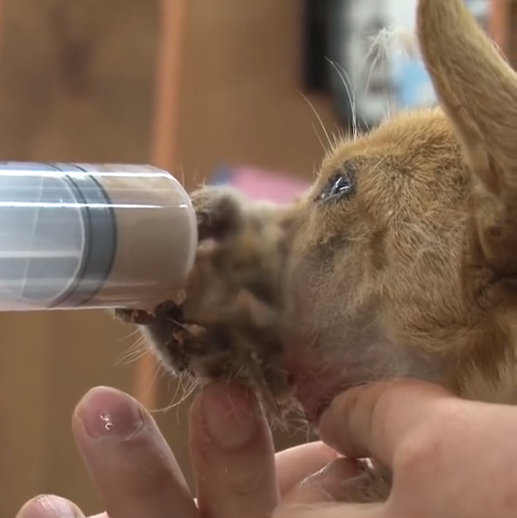 这只小狗的嘴巴被绳子缠住，不能进食。看到垃圾桶里的食物，也只能凑上去闻了闻绝望地