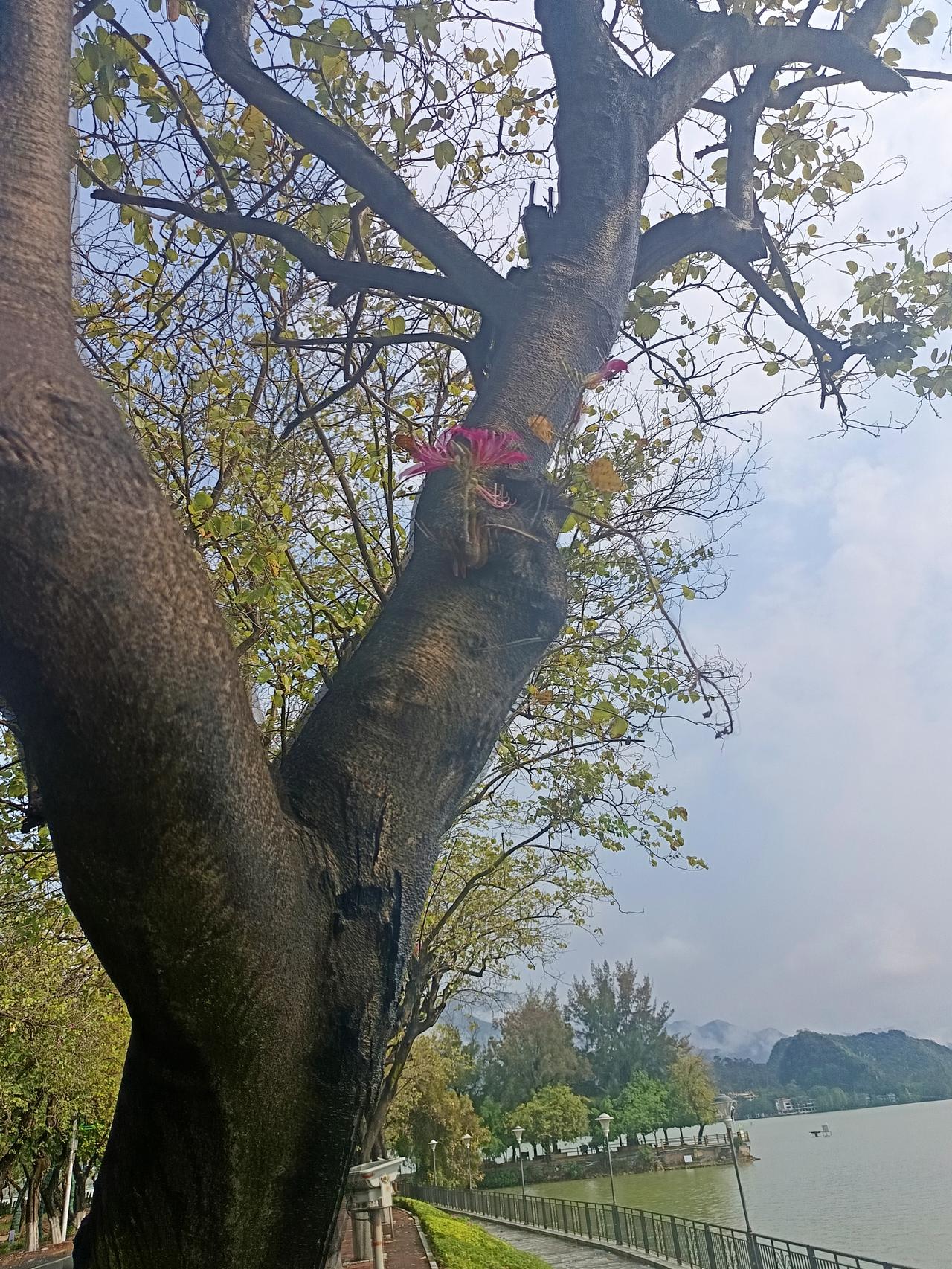 我终于知道为什么肇庆。紫荆西堤上面的紫荆花这么好看却依然没有什么人来