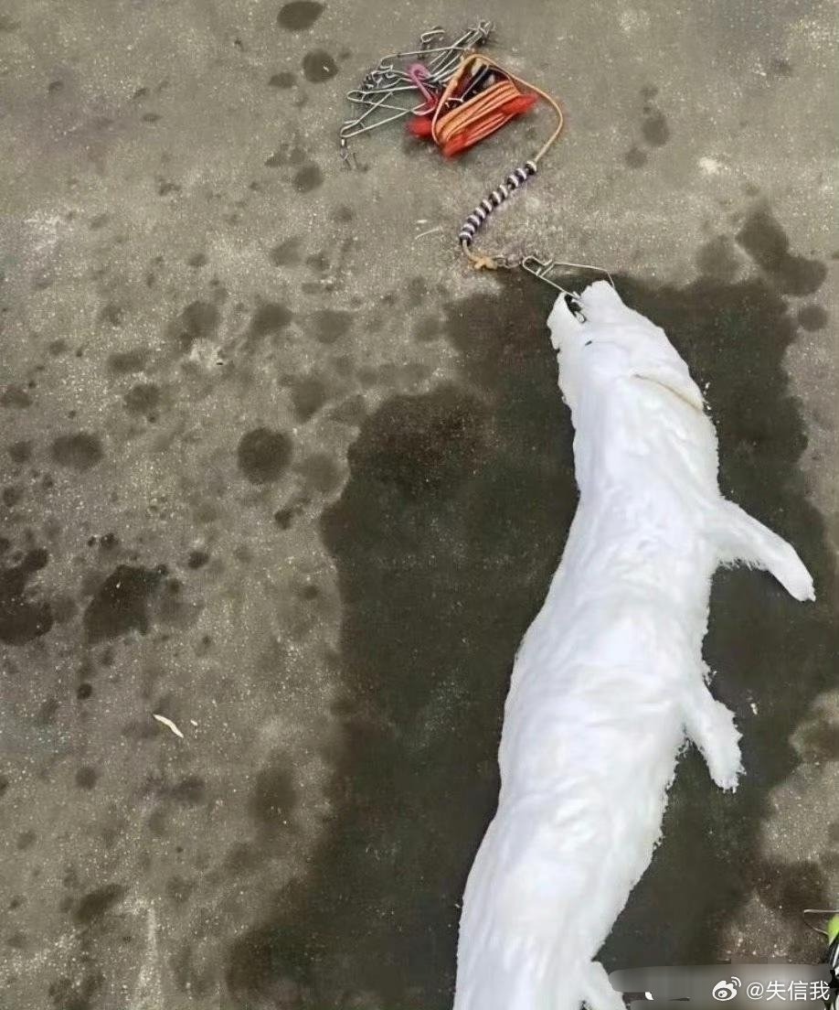 钓鱼佬估计心里都有阴影了