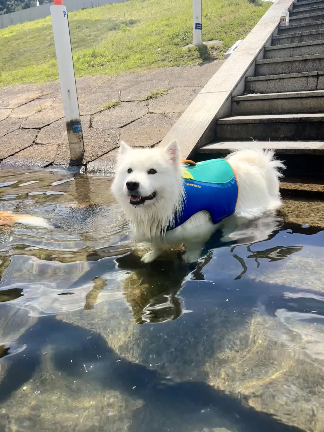 杭州可以打单独的小狗钩端疫苗了