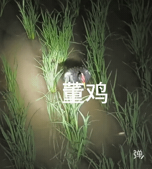 终于见到庐山真面目了，太喜欢了，好想抓一只回去养！