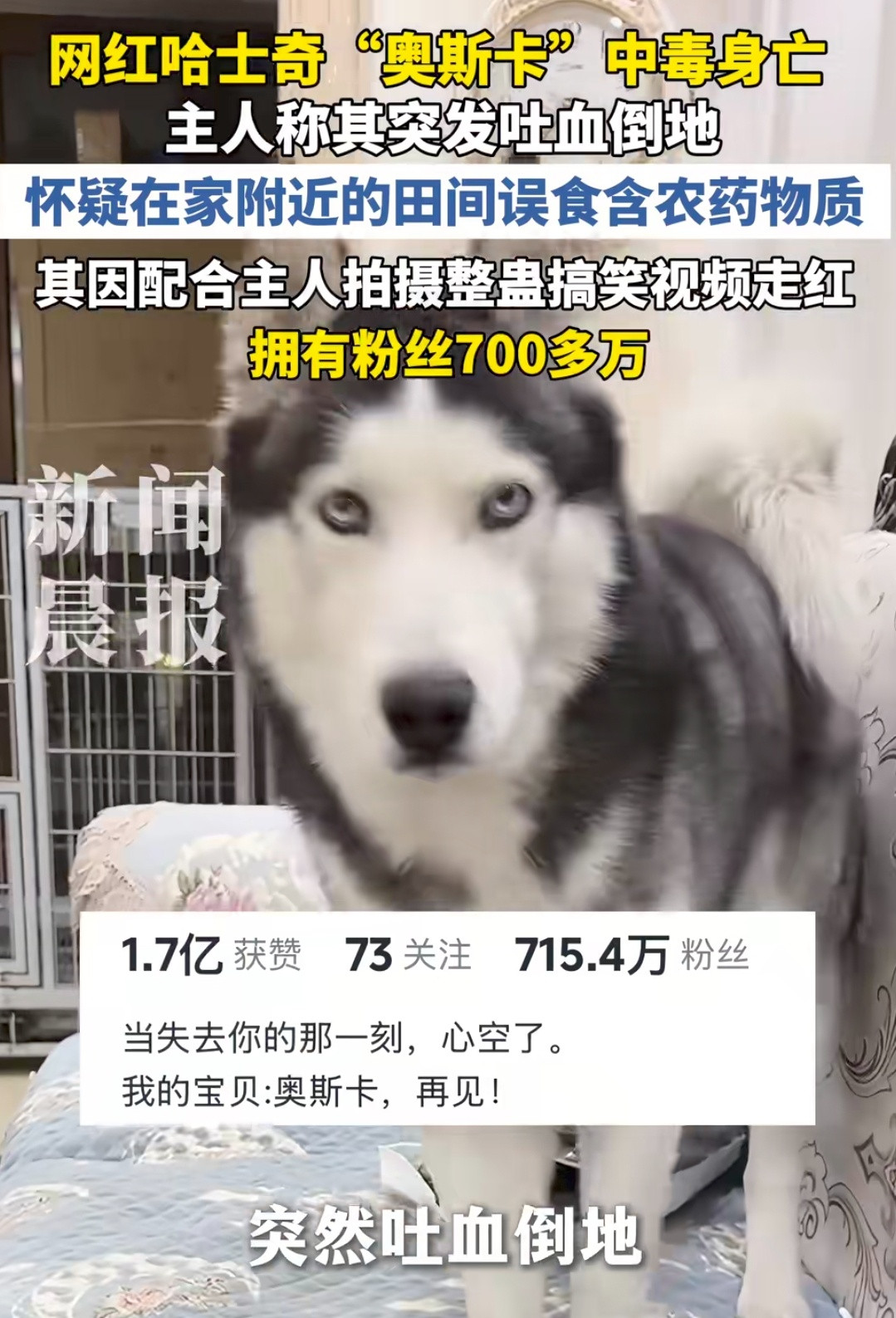 这些散养的宠物，不是车祸就是被毒死​​​