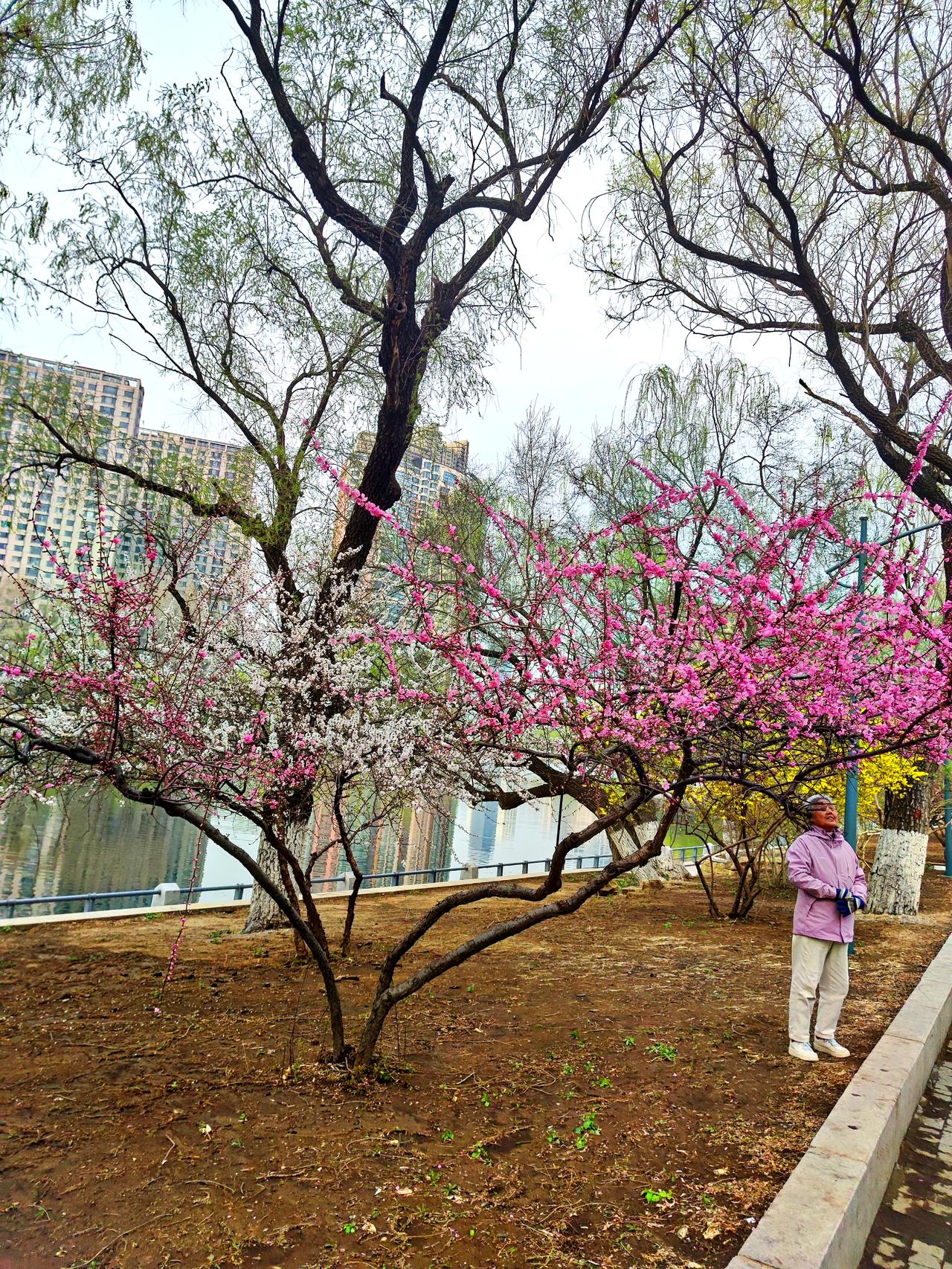 沿湖春色别样美沈阳南湖公园座落于市中心，环境优美，风光宜人。春天时节，沿