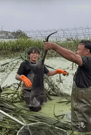 这东西专吃鱼，池塘离有这东西，养鱼户就遭殃![捂脸哭]