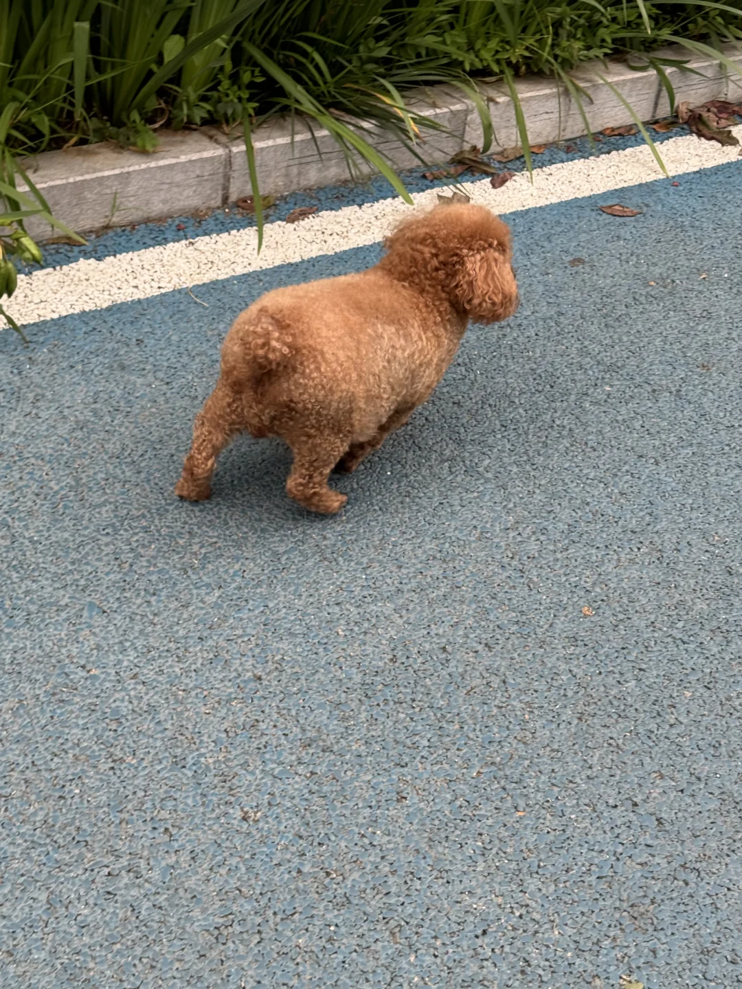 我妈：这个胖家伙