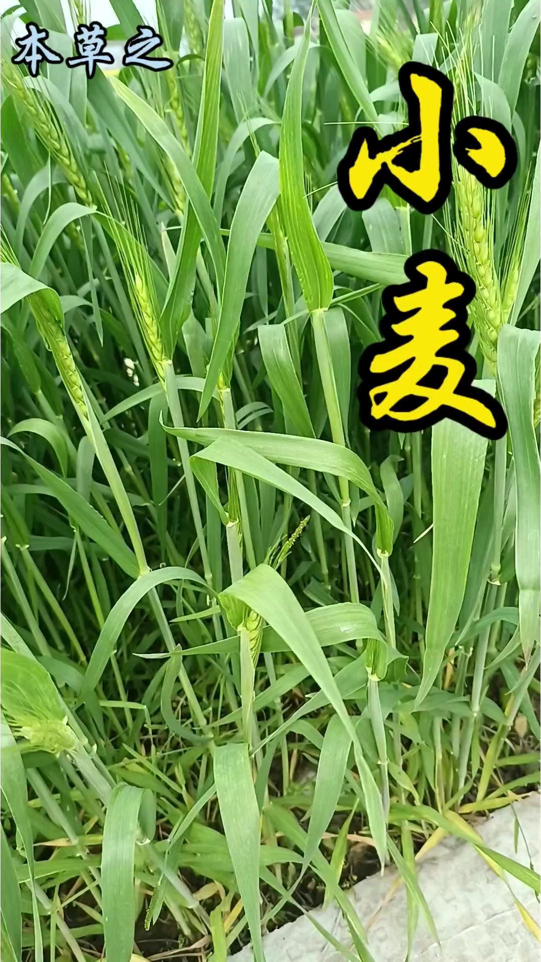 🌽小麦不止是粮食，还是中药宝藏！阳春三月，南方的冬小麦正抽穗，滚滚麦浪满是生机