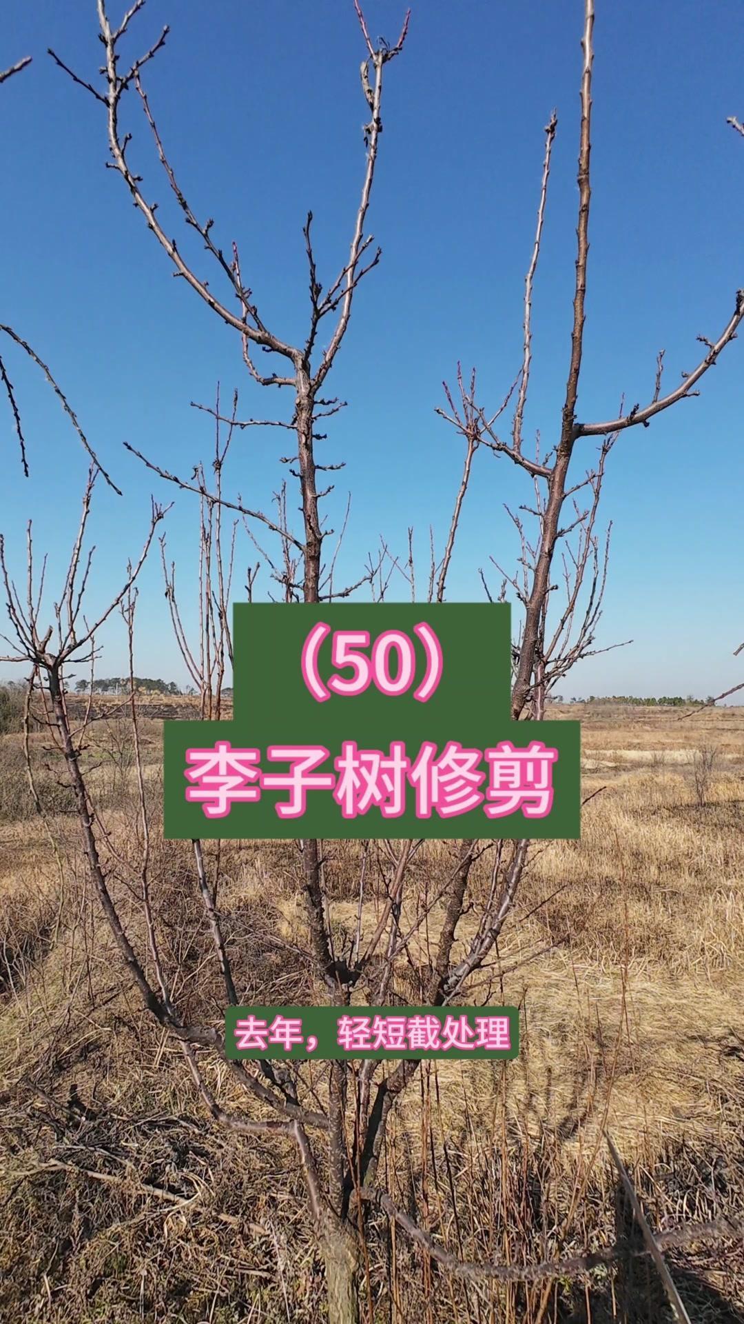 🍃高位嫁接李子树修剪，关键在控旺和结果枝培养！去年对萌发的直立枝条全部短截，