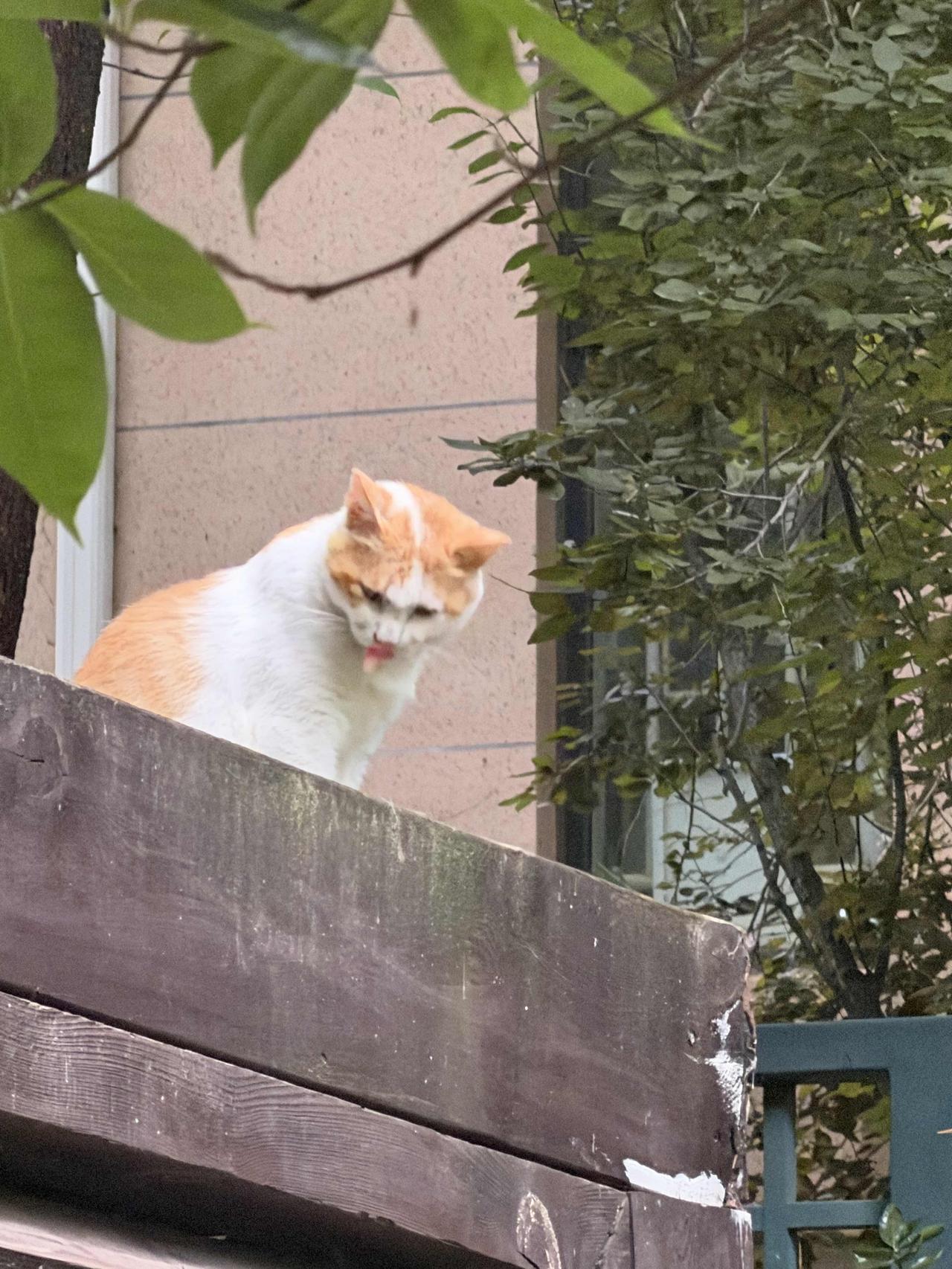 慵懒猫咪在木栅栏上小憩，享受阳光的温暖。🌞🐱今日分享随手拍照片你们还记得周