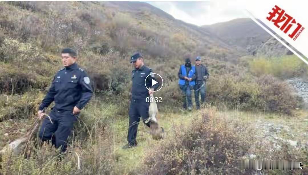 真歹毒！青海3人竟敢用无人机猎杀国家一级保护动物香獐子！深夜的玉树州曲麻莱县