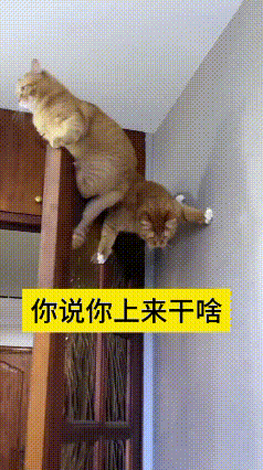 大猫搁门框顶上趴得稳稳当当，悠哉悠哉一点不费劲。小猫瞅着眼馋，也跟着往上爬，费