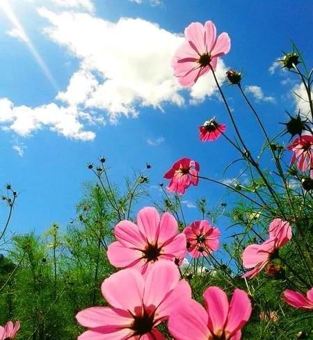 #上联：静赏晨花风作友，诚邀下联#上联：静赏晨花风作友，下联：闲观暮霭月为