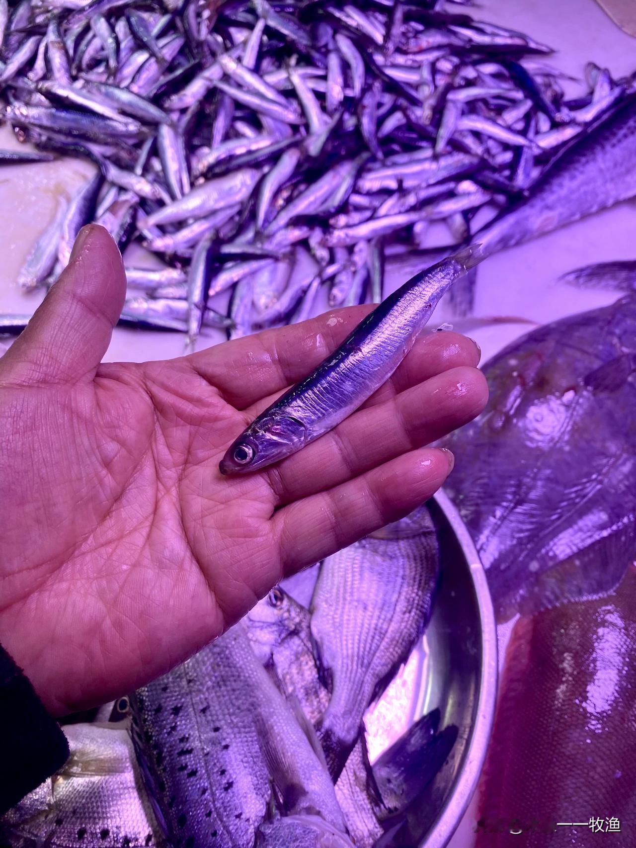 大连南石道街市场里有卖鲅鱼食的，卖家要价10元／斤，价格不算便宜但也不算贵。他家