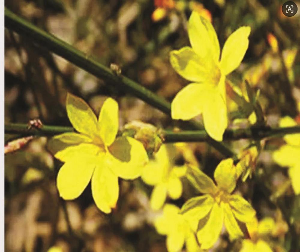 金色迎春万树花