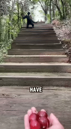 高市早苗被白宫当猴耍。白宫官方网页发布高市早苗访问美国的照片集，却把一张尽显高市