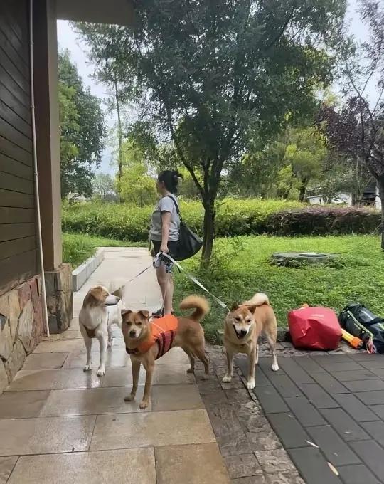 网友偶遇一位小姐姐，牵着三只小狗独身旅游。网友和她攀谈，她说已经带着三只小狗狗走