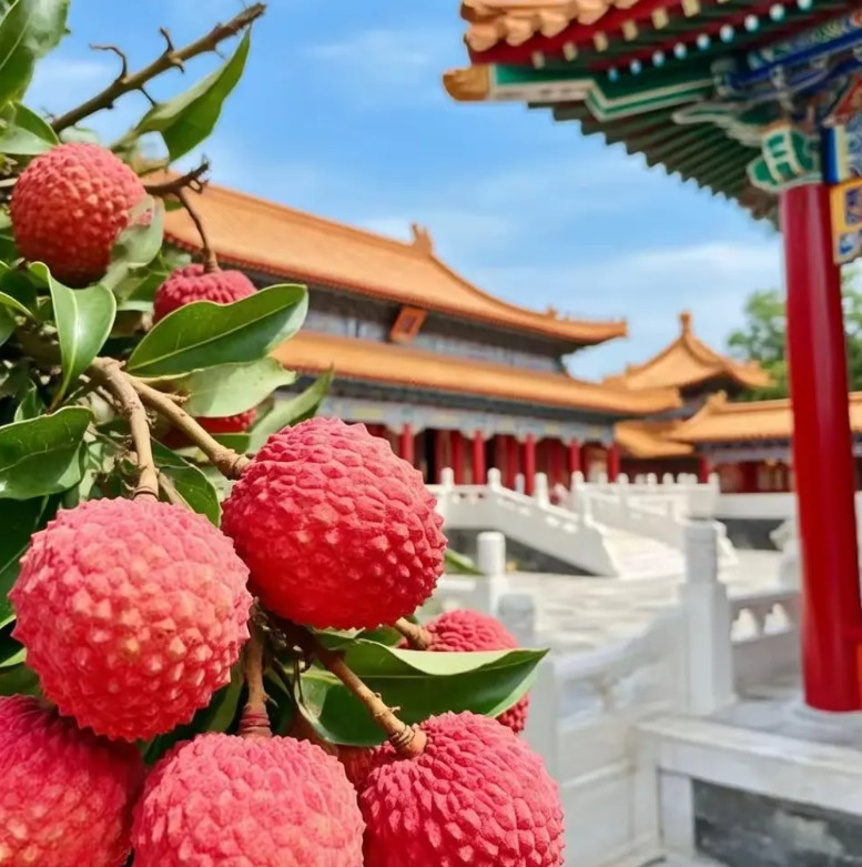 央视八套正在热播的电视剧《长安的荔枝》，没有爆火，反而广东，广西的妃子笑荔枝火出
