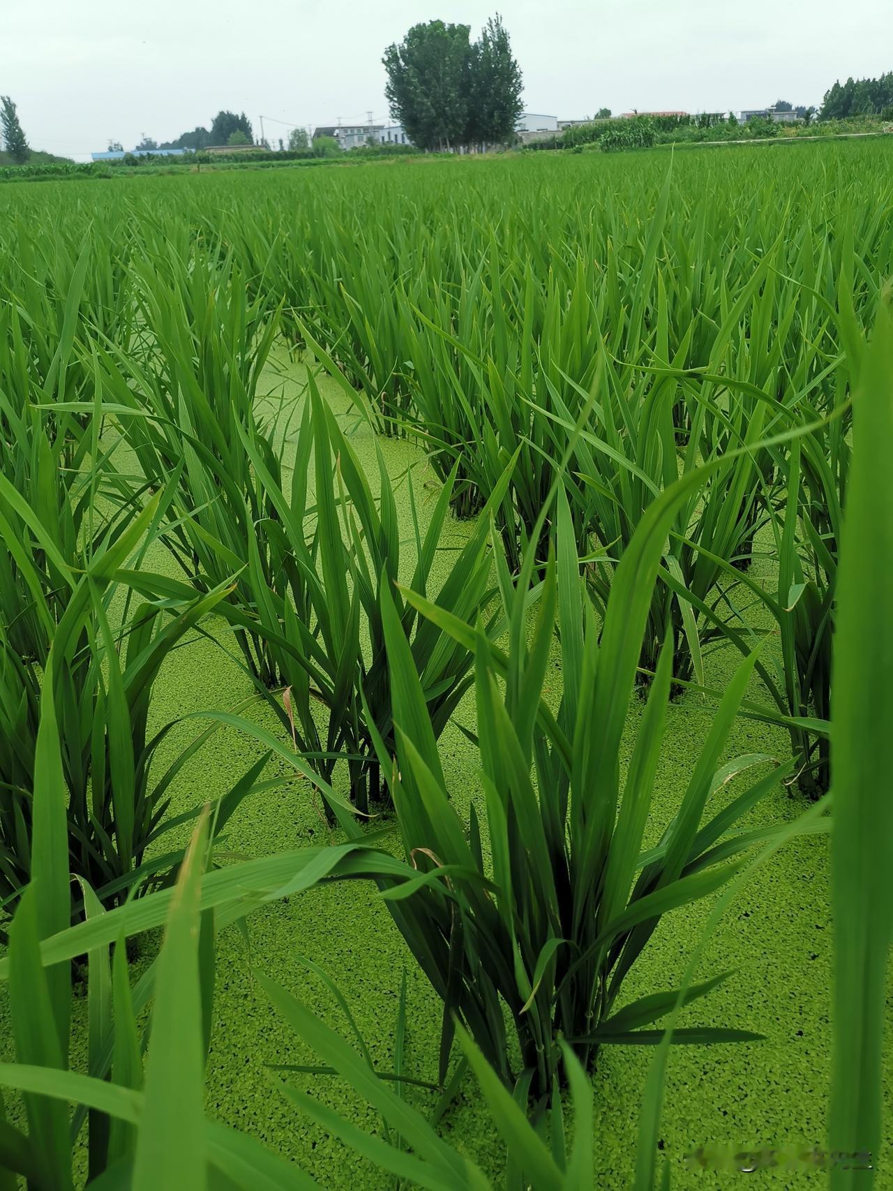 这是什么植物？你还认识吗？看起来像不像韭菜、麦苗？可是为什么长在水里