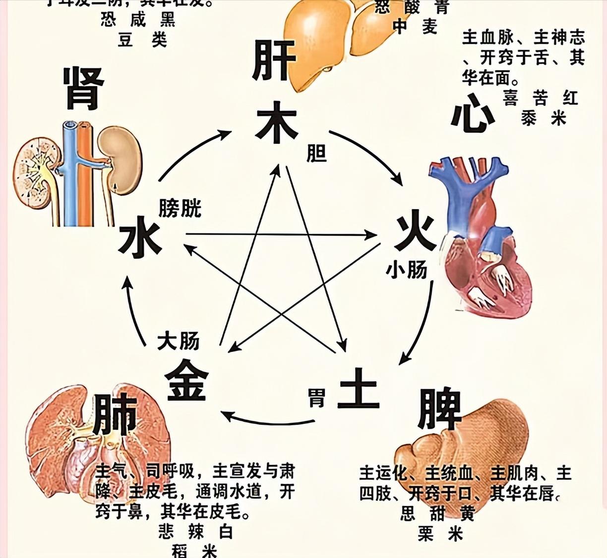 中医治病要诀：疏肝要通大肠、心火要清小肠、健脾要泄膀胱1、疏肝要通大肠中医