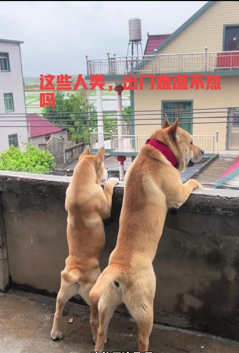 十一长假来黄山旅游，你后悔了吗？黄山旅游热成狗，来了过后就想走！37度！黄山