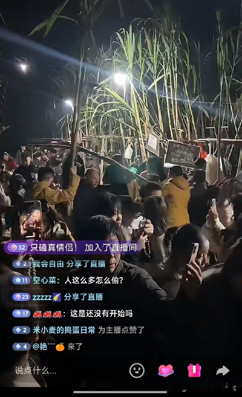 四川青偷甘蔗现场挤到窒息！晚上7点的甘蔗地亮得晃眼，大喇叭喊着“开抢”，几