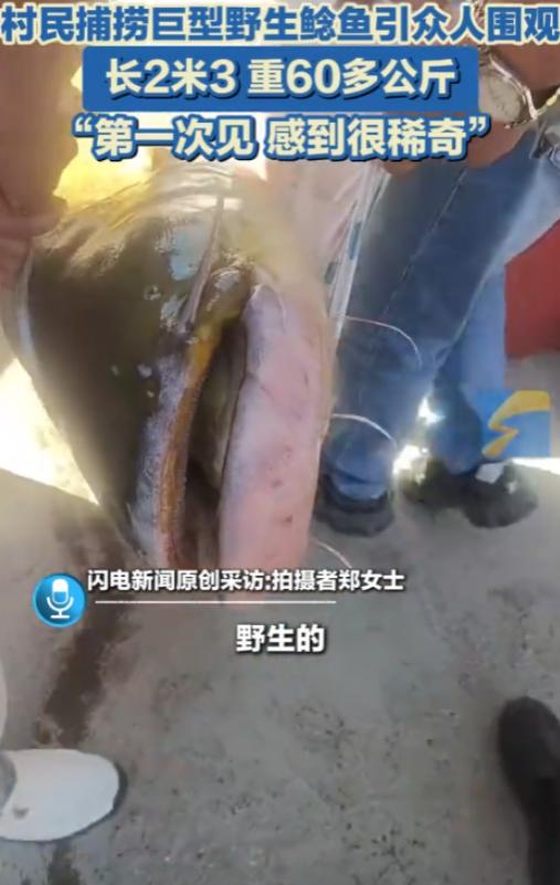 “活久见！”5月12日，新疆伊犁，一村民在河边钓鱼，竟然钓上来一条重达120多斤