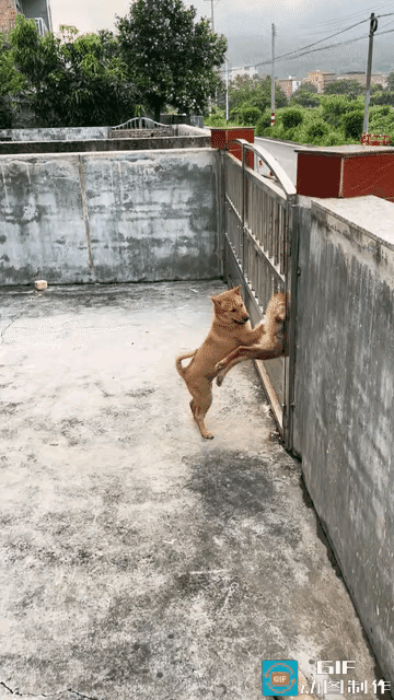 “太有趣了”男子家里养了两只田园犬，中午的时候他去院子里拿东西，偶然看到了特别有