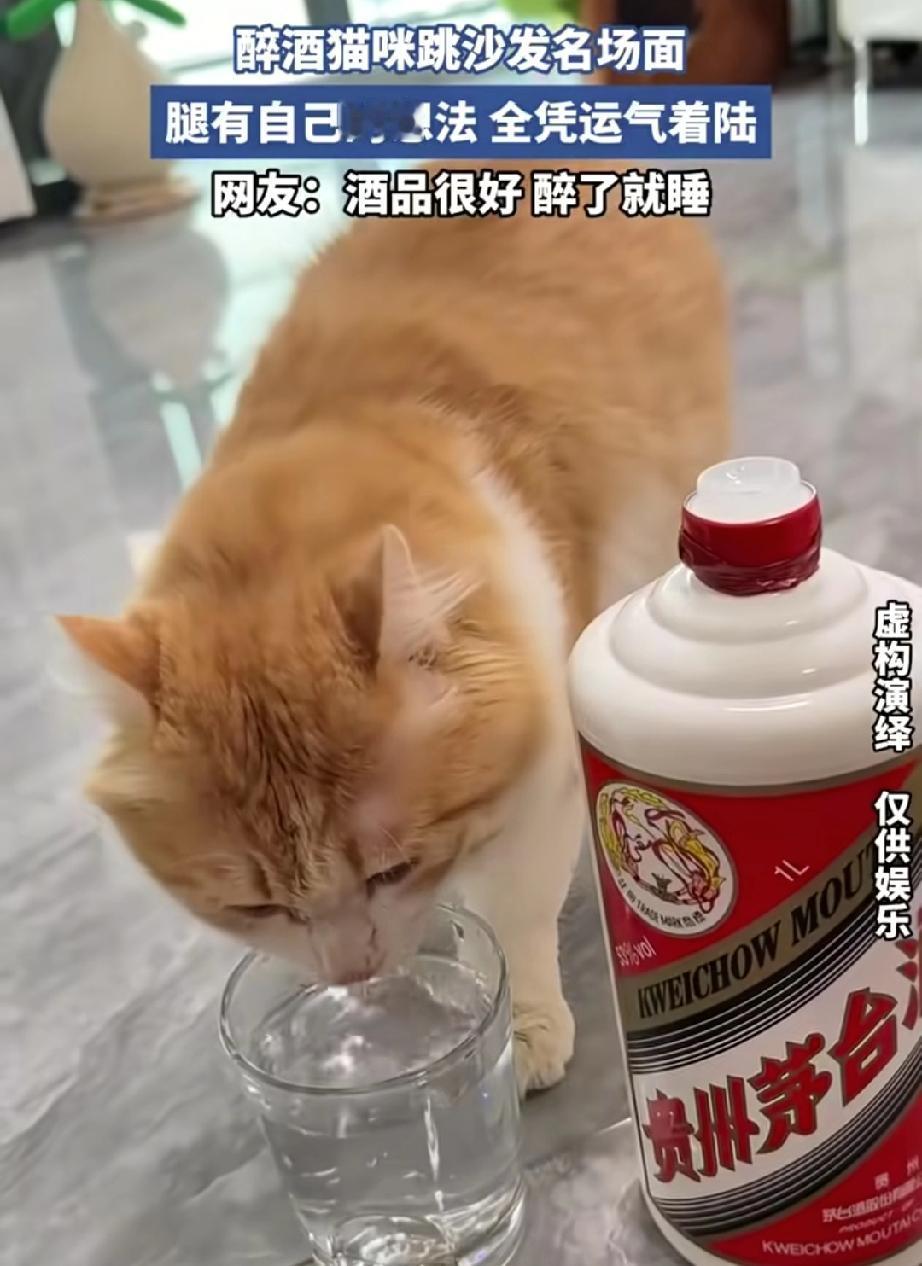 “笑不活了！”广东茂名，男子周末在家休息，就想着喝点酒放松一下，没成想，刚把茅台