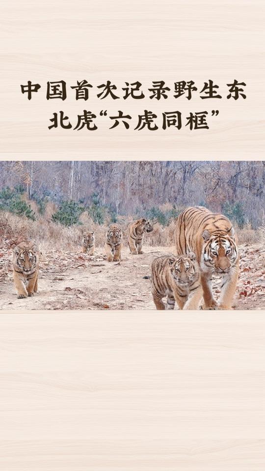 中国首次记录野生东北虎“六虎同框”，这一罕见画面揭示了东北虎种群恢复的积极信号。