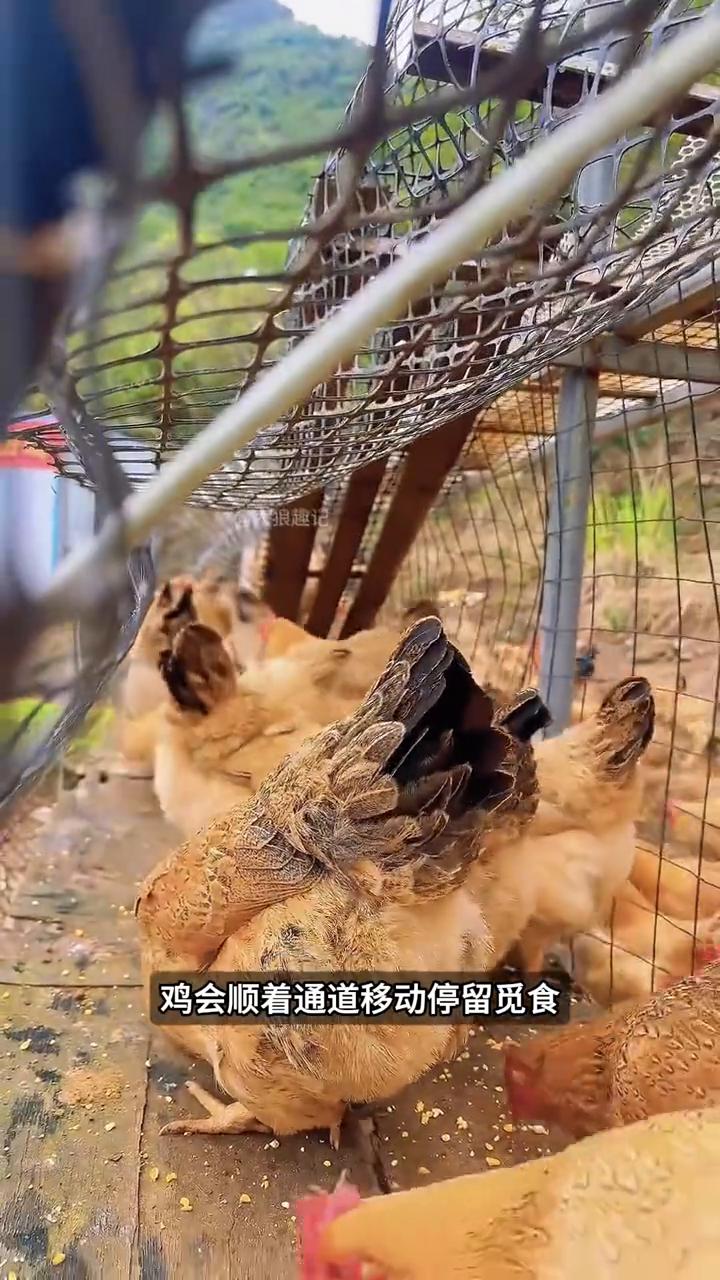 妙设养鸡隧道。这可能是我见过最聪明的大叔，他养鸡干了一件反常识的事，不把鸡关住
