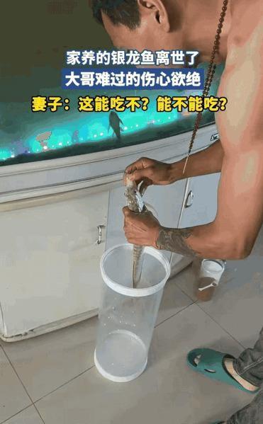 山东大哥守着养了三年的银龙鱼尸体正抹眼泪呢，他媳妇凑过来端详半天，张嘴就是：“这