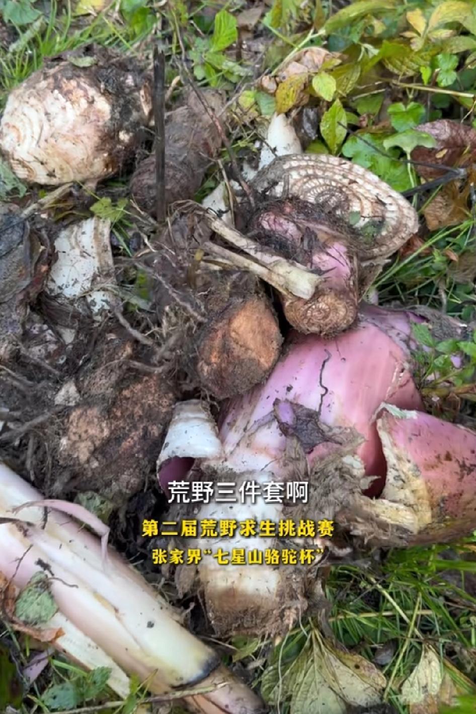 挖了那么多芭蕉根过冬足够了，连种都薅完了，文车车可能都不知道芭蕉根能吃芭蕉树营